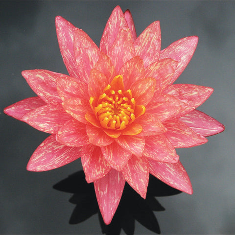 Flor color malva moteada de amarillo compacta y de tamaño mediano de nenúfar wanvisa.