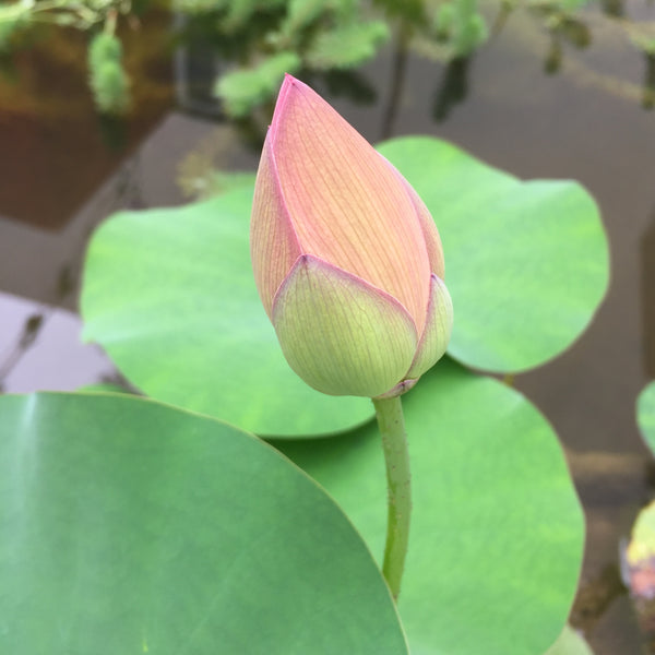 Flor de loto "Nelumbomid versicolor" Nelumbo Nucifera
