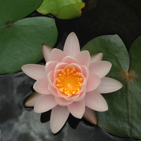 Flor rosa crema, olor ligero y acitrado de nenúnfar chubby