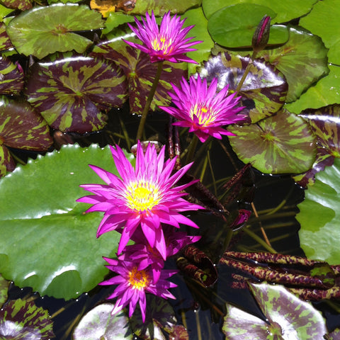 Flor morada de nenúfar hibrida tropical, mediana   Hojas: Verdes con bordes aserrados.