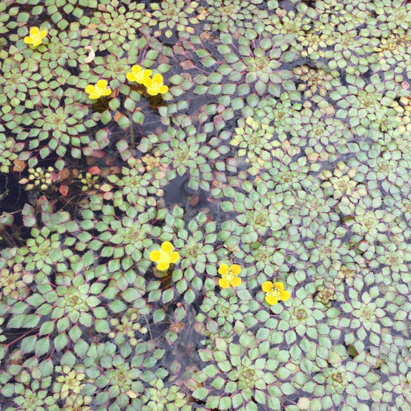 Mosaico Acuático (Ludwigia sedoides)