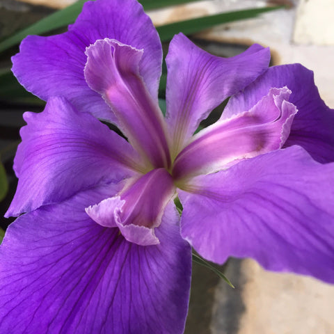 Acercamiento de iris de flor morada. 