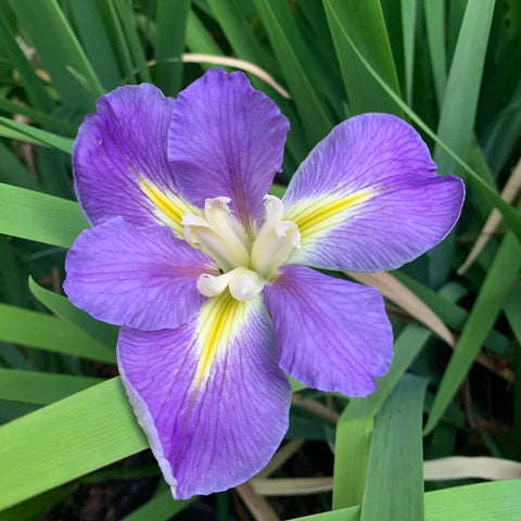 Iris Louisiana bicolor morado y blanco, doble