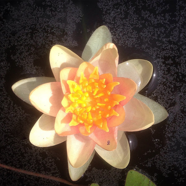 Flor de tamaño miniatura-pequeño de nenúnfar chrysantha.