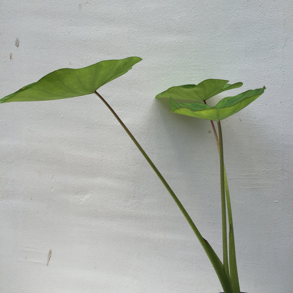 Taro Verde (Colocasia esculenta)