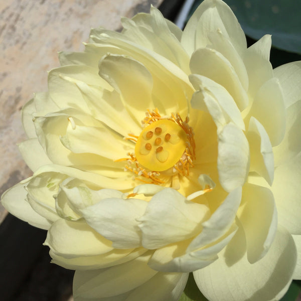 Flor de loto "Gold & Resplendence" Nelumbo Nucifera