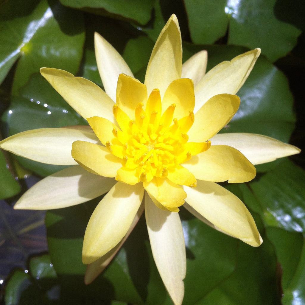 Nymphaea "Mini" Amarilla