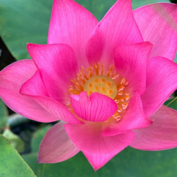 Flor de loto "Feel Pink" Nelumbo Nucifera