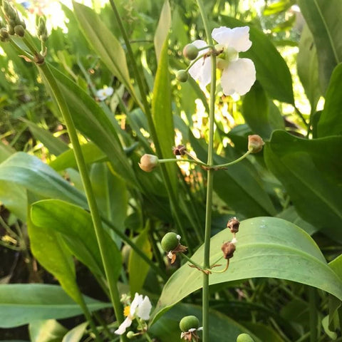 Flor: Pequeñas y atractivas con tres pétalos blancos y el centro amarillo de palustre hoja de lanza.