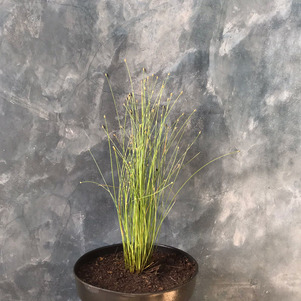 Planta juvenil de 10 a 15 cm (raíces y hojas recortadas) de palustre eleocharis mini