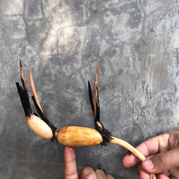 Flor de loto "Green Star" Nelumbo Nucifera