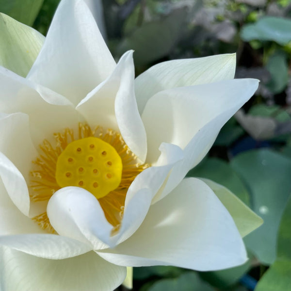 Flor de loto "Tropic White" Nelumbo Nucifera
