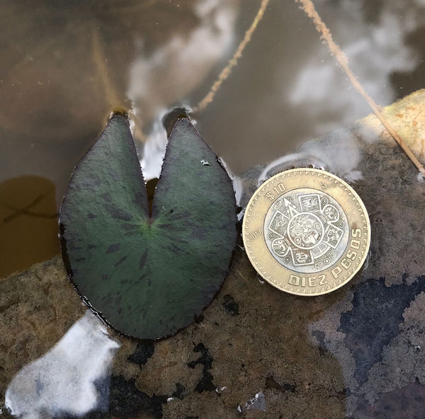 Comparativa de tamaño de hoja adulta de una planta nenúfar pygmaea hevola con moneda de $10 pesos mexicanos