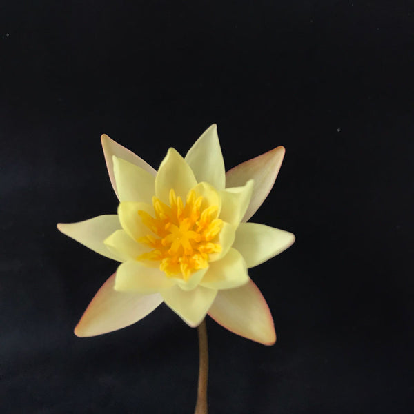 Flor: Amarillo pálido de nenúfar Pygmae hevola, Miniatura de clima frio.