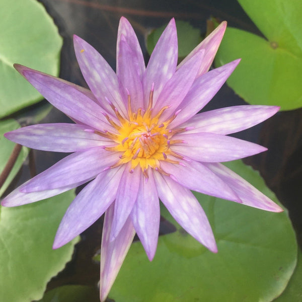 Flor Morada-lila jaspeada de tonos más bajos de nenúfar islamorada y de hasta 15 cm de diámetro en condiciones optimas en climas tropicales