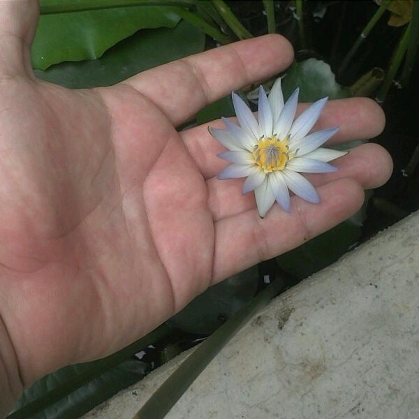 Comparativa de tamaño de la flor de nenúfar daubenyana con la palma de la mano.