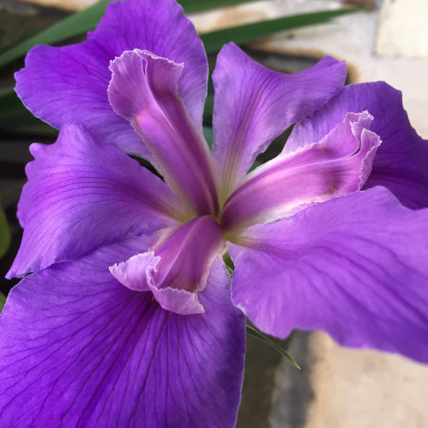 Acercamiento de iris de flor morada. 