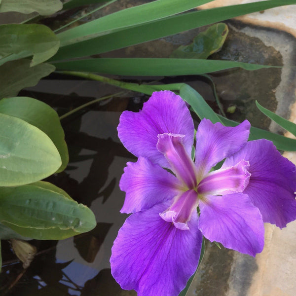 Iris clima tropical cultivado en la peninsula de yucatan
