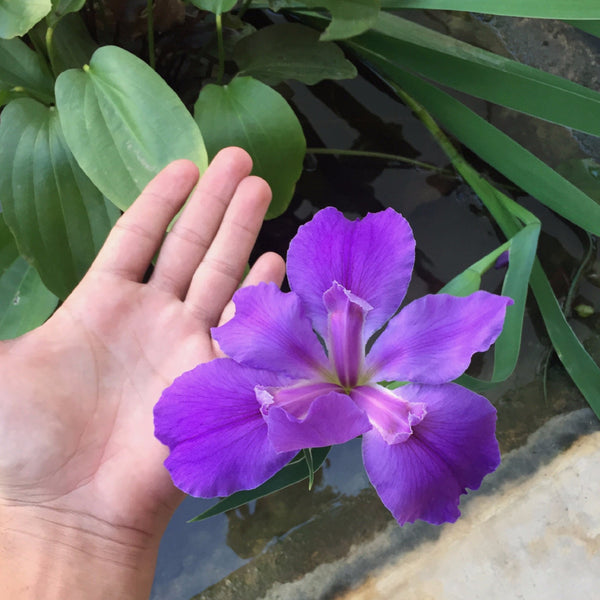 Iris Louisiana cultivado en estanque en Yucatán Mexico. Iris de crecimiento lento y flores sumamente hermosas. 