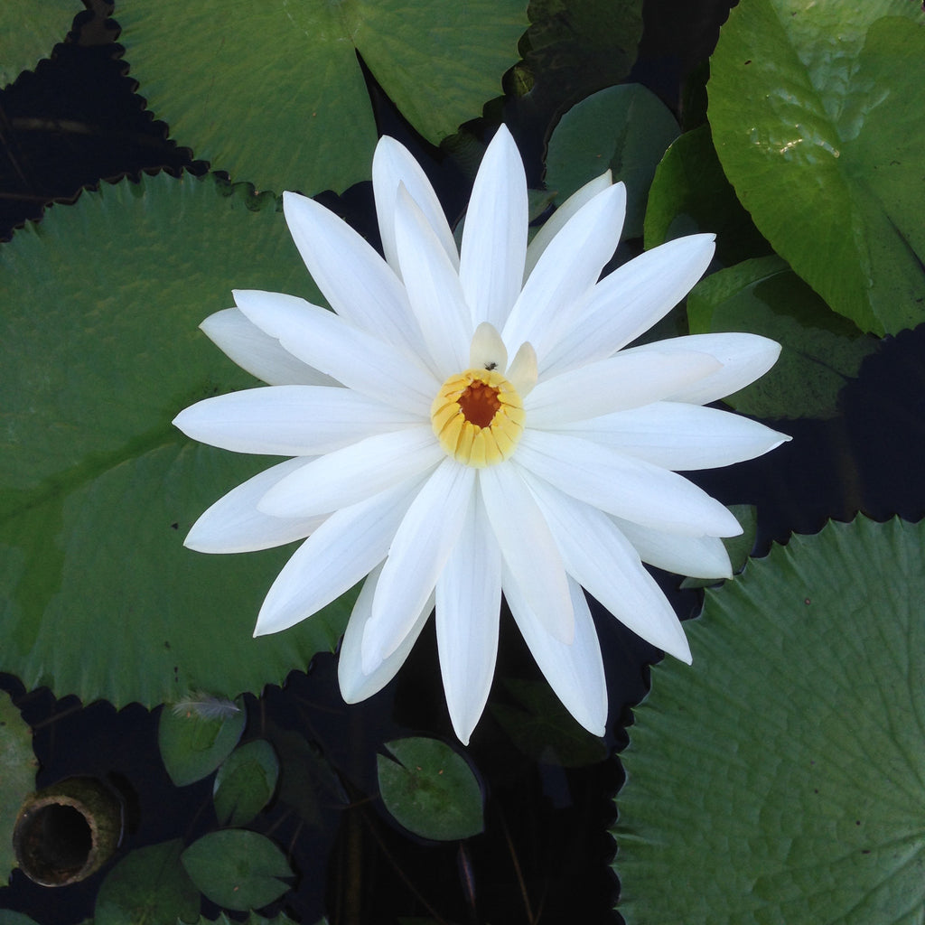 Flor blanca de tamaño grande de clima tropical de nenúnfar juno.      Hojas: Verdes con bordes aserrados.