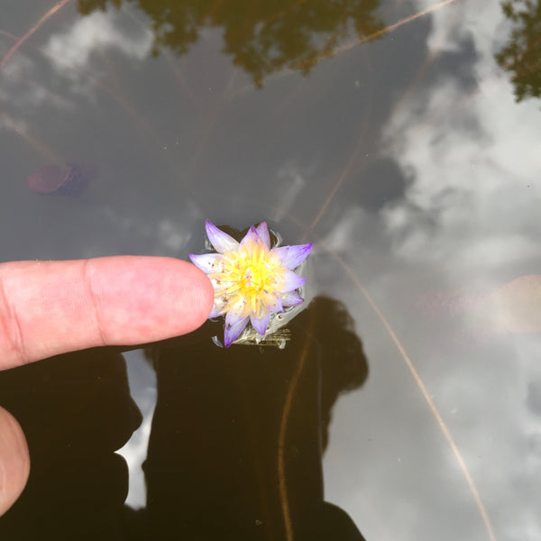 Comparativa de tamaño de flor de nenúfar murasaki con el dedo indice. 