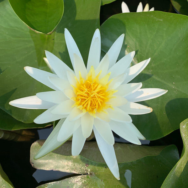 Flor tamaño mediano grande, tolerante al frio de nenúnfar white.