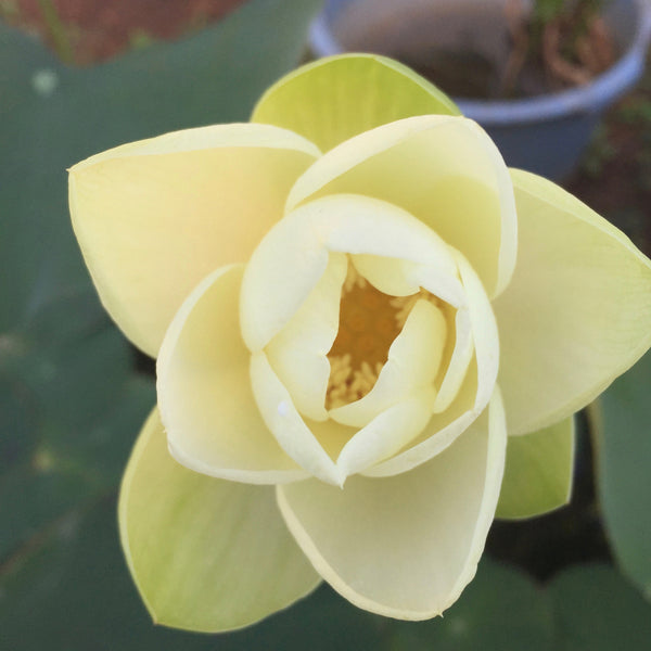 Flor de loto "High Noon" Nelumbo Nucifera