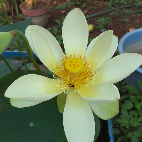 Flor de loto "High Noon" Nelumbo Nucifera