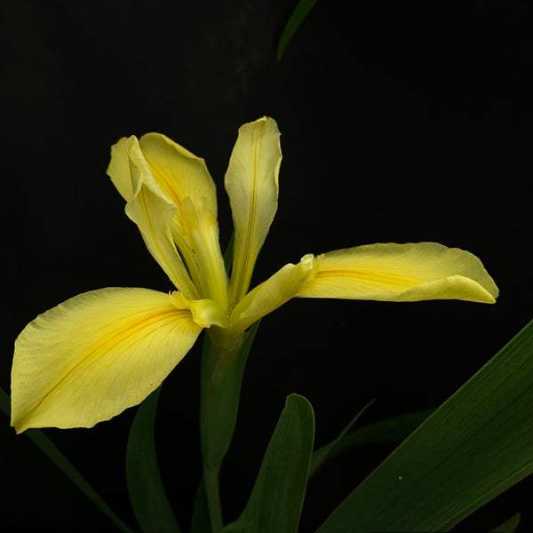 Iris Louisiana Amarillo Simple
