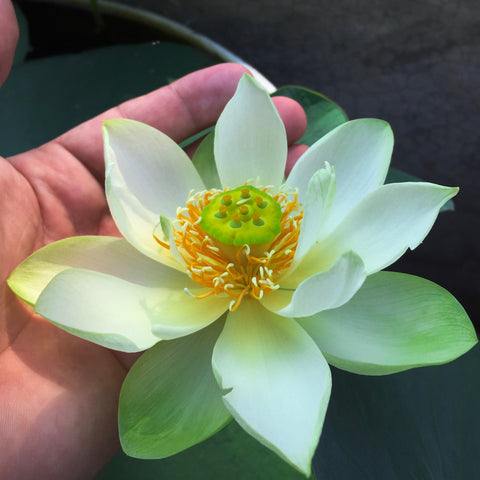 Flor de loto "Green Star" Nelumbo Nucifera