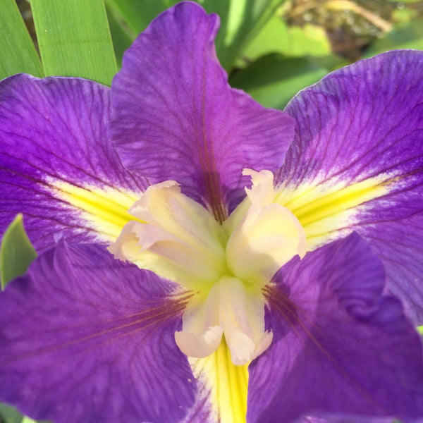 Iris Louisiana bicolor morado y blanco, doble