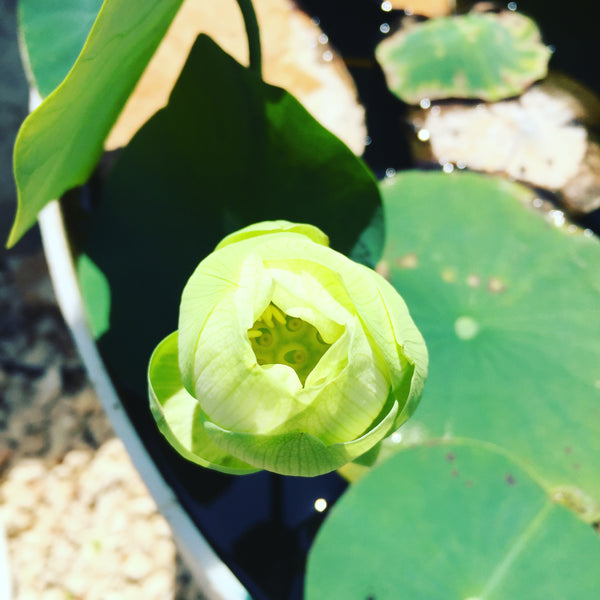 Flor de loto "Green Star" Nelumbo Nucifera