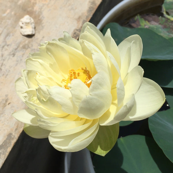 Flor de loto "Gold & Resplendence" Nelumbo Nucifera