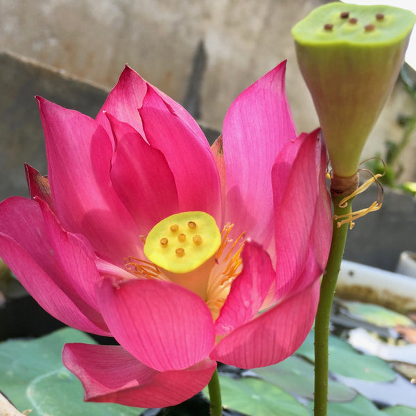 Flor de loto "Chu Chu" Nelumbo Nucifera