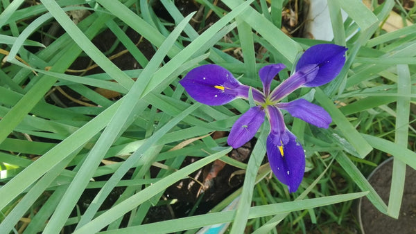 Iris Louisiana "Miniatura Azul"