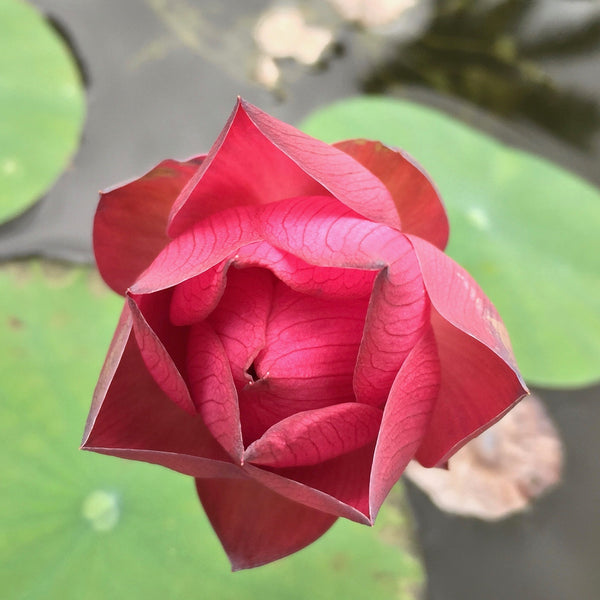Flor de loto "Titan" Nelumbo Nucifera