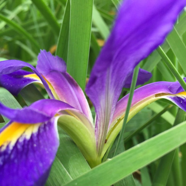 Iris Louisiana "Miniatura Azul"