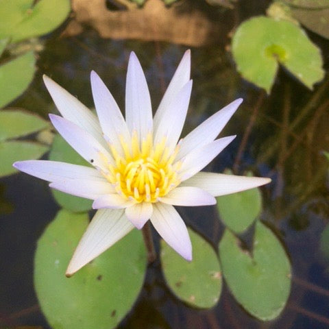 Flor blanca de nenúfar hibrida tropical de hasta 15 cm de diámetro en condiciones optimas