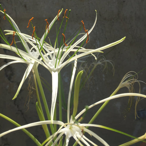 Flor: De color blanco, perfumada, grande y vistosa. Su forma de estrella se asemeja a una telaraña de palustre Lirio araña.