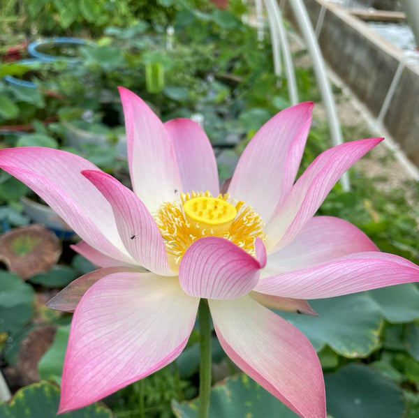 Flor de loto "Esencia" Nelumbo Nucifera