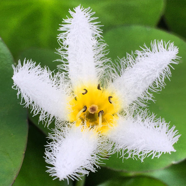 Flor de pétalos blancos filamentosos con el centro amarillo. Mide 2 cm de diámetro. De nenúfar estrella de agua