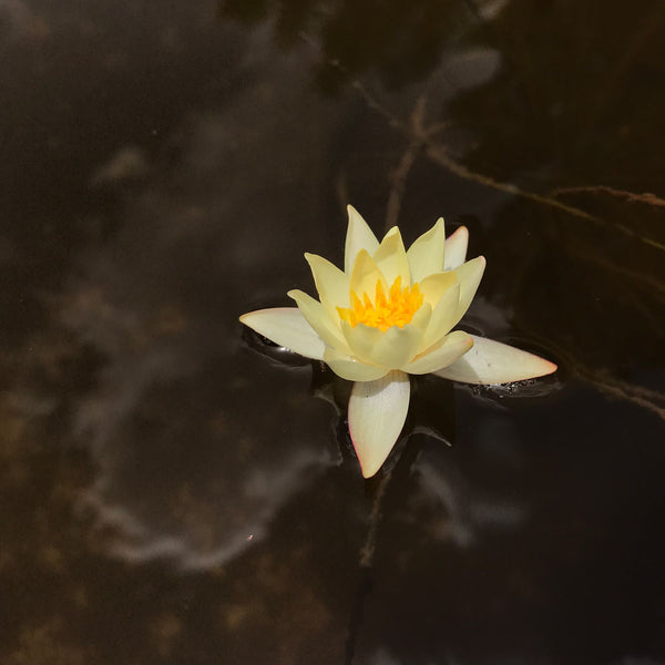  Nenúfar Pygmaea Hevola. Flor: tamaño pequeño-miniatura (aprox 5cm de diámetro). Son más puntiagudas que otros nenúfares de clima frío. 