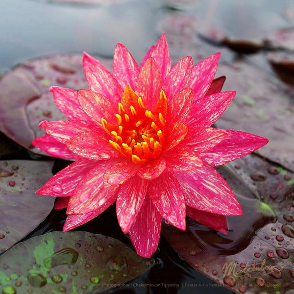 Flor Mediana, esta planta se puede expandir entre 60 y 90 cm  de diametro en la superficie del agua.  Nenufar Wanvisa