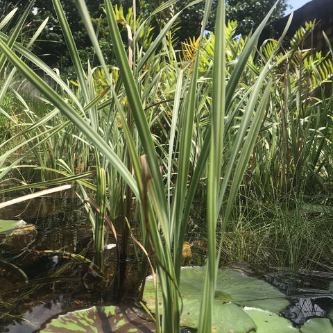 Typha sp "variegata"